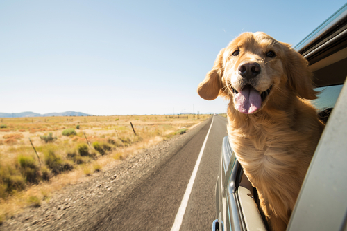 Viajar de carro: boas práticas antes de sair para a estrada Cão a viajar de carro